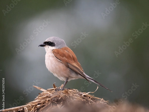 Fototapeta Neuntöter (Lanius collurio)