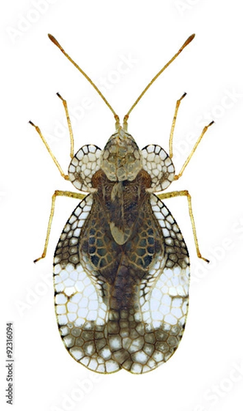 Obraz Bug Stephanitis pyri