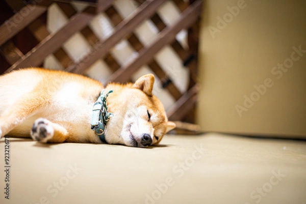 Obraz 寝ている犬