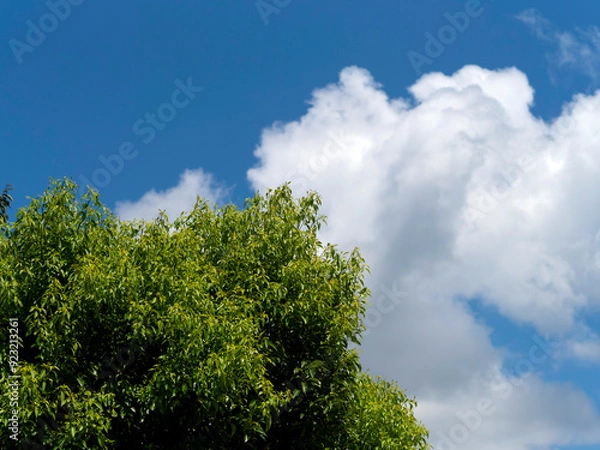 Fototapeta 真夏の青空と新緑の樹木