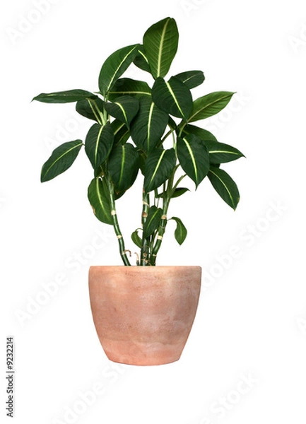 Fototapeta KONICA MINOLTA DIGITAL CAMERA