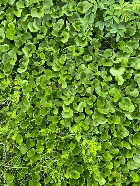 Obraz イワイチョウ