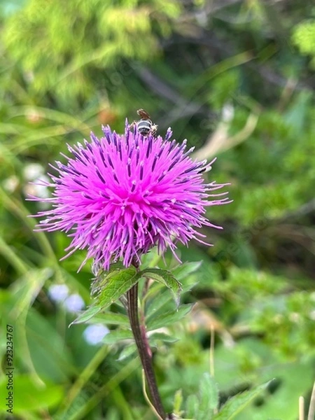 Obraz マルハナバチ