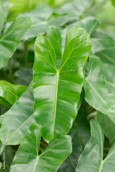 Fototapeta Green Caladium plant