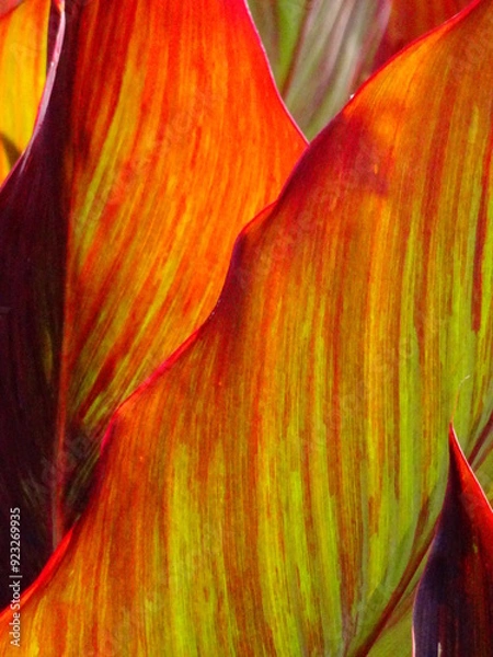 Obraz red and yellow leaves