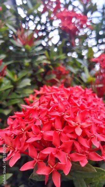Obraz Ixora flower Blossoms bush green tree on nature background