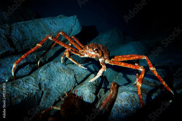 Obraz Czerwone kraby, kamienne kraby