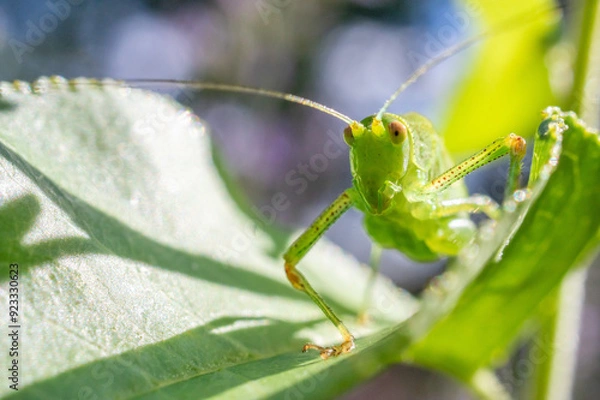 Fototapeta grasshopper on a leaf