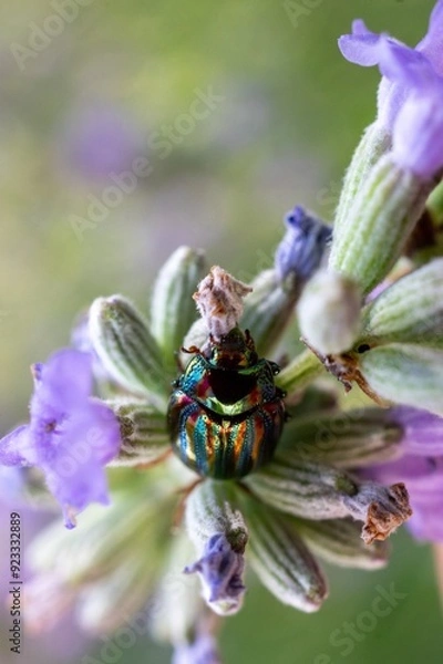 Obraz beetle on lavender