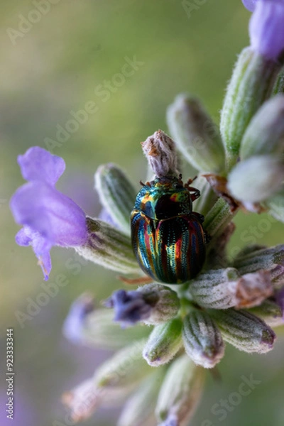 Obraz beetle on lavender