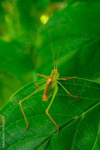 Obraz grasshopper on a leaf