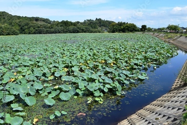 Fototapeta ハス畑／山形県の鶴岡市でハス畑を撮影した写真です。