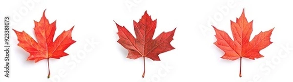 Fototapeta Three Vibrant Red Maple Leaves Isolated on a White Background