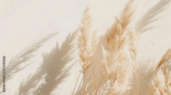 Fototapeta Soft sunlight filters through dried pampas grass, casting gentle shadows on a pristine cream-colored wall for a tranquil and elegant composition.