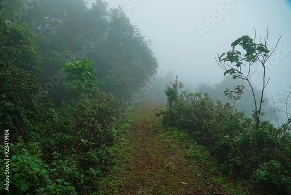 Obraz A foggy forest path with trees and bushes