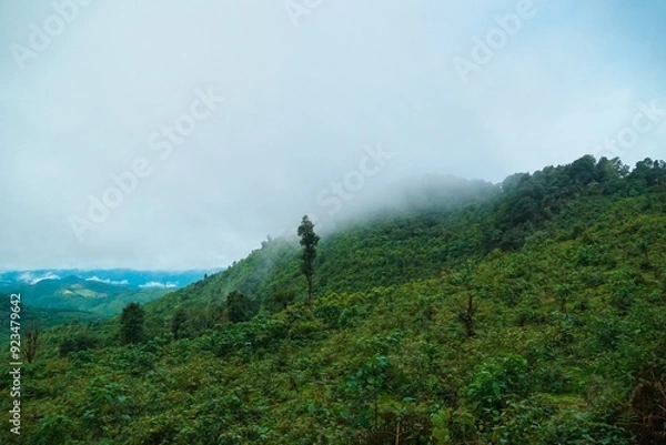 Fototapeta A lush green hillside with a tree in the middle