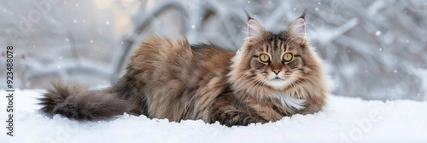 Obraz Elegant female feline with fluffy coat posing in a snowy landscape