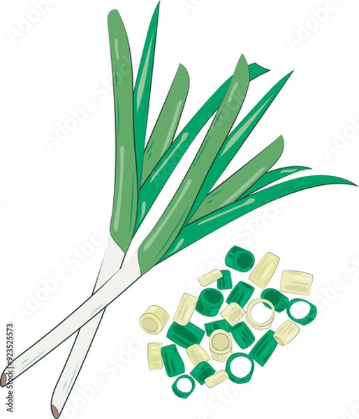 Fototapeta Chopped Green Onion Element Chives Slices Illustration Graphic Element Art Card