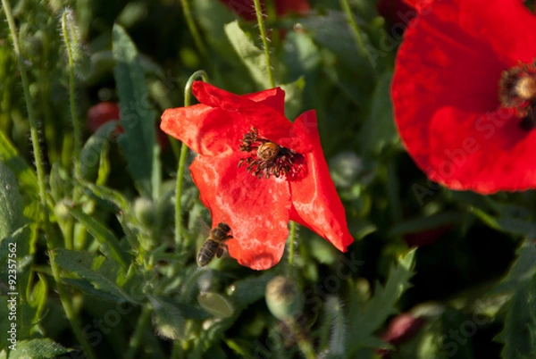 Obraz Abeille sur coquelicot