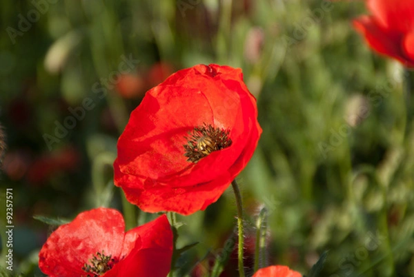 Obraz Un coquelicot