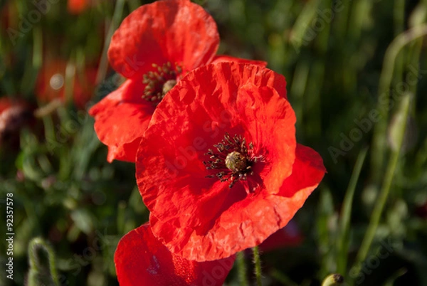 Obraz Gros plans coquelicots