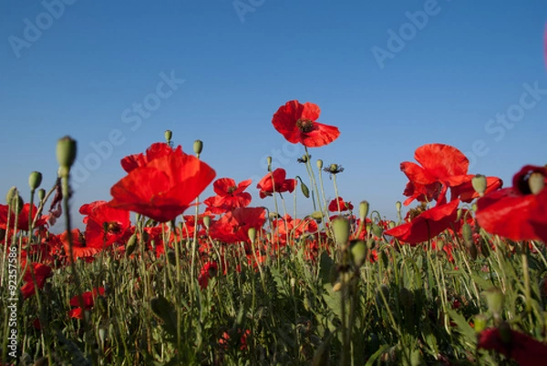 Obraz maki na niebieskim niebie