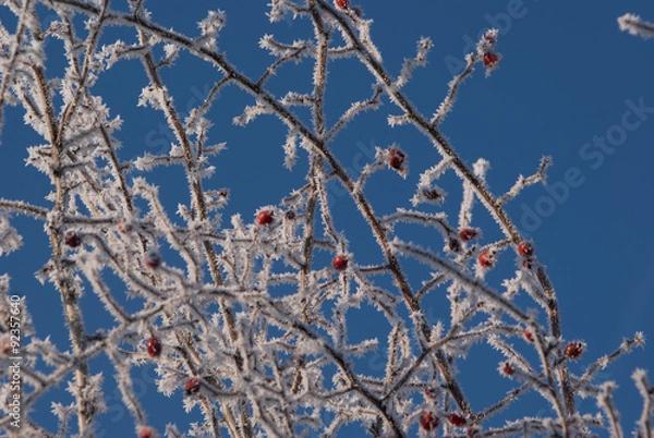 Obraz arbousier givré