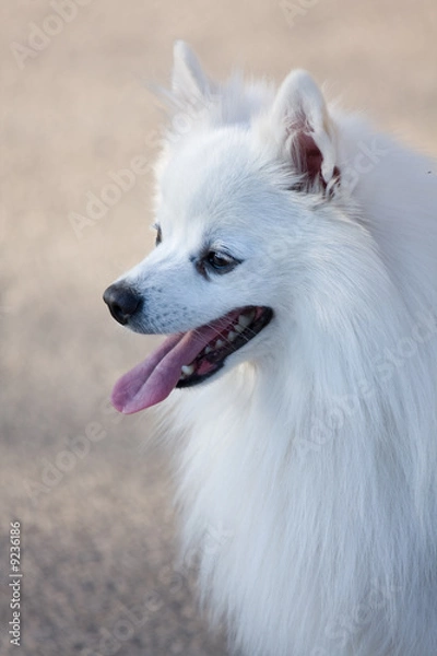 Fototapeta White Spitz