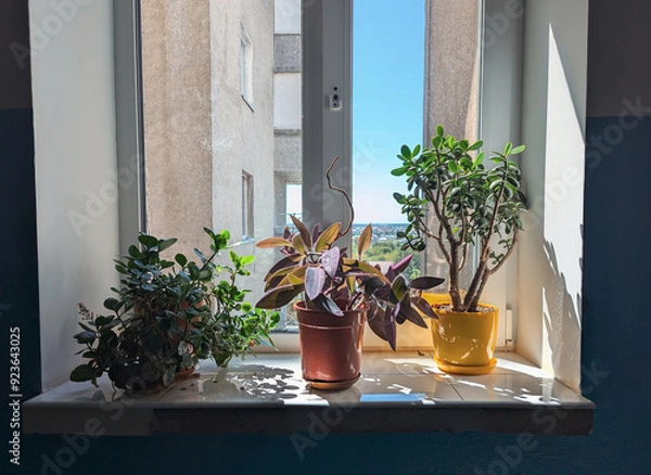Fototapeta window with home plants, flowers on the window sill.