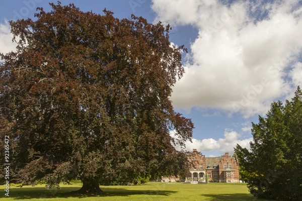 Obraz Rotbuche und Schloss