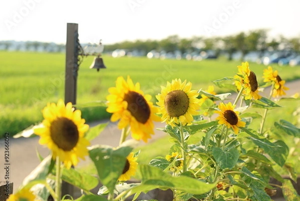 Obraz 青空と向日葵　ひまわり