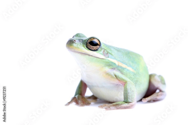 Fototapeta fat green tree frog - closeup, isolated on white