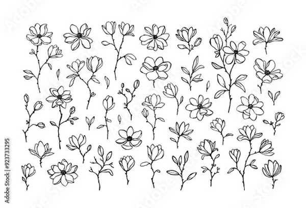 Obraz Big set of line art vector magnolia flowers, branches and buds isolated on white. Elegant hand drawn floral elements for decorative design, prints, wedding invitation. Lovely linear magnolia flowers
