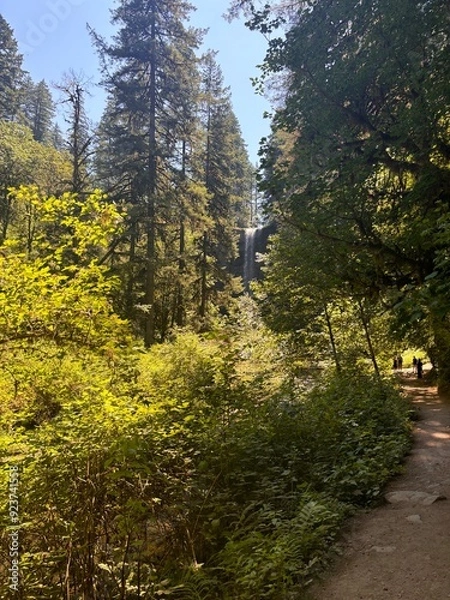 Obraz footpath in the woods