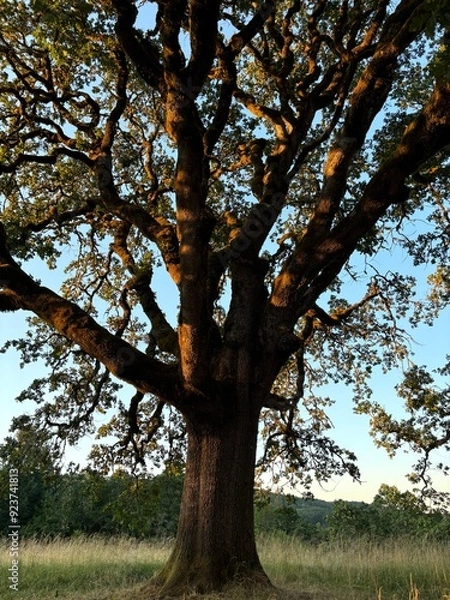 Obraz tree in autumn