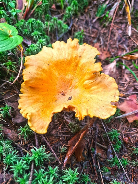 Fototapeta Chanterelle mushrooms in the forest. Top view. Selective focus.