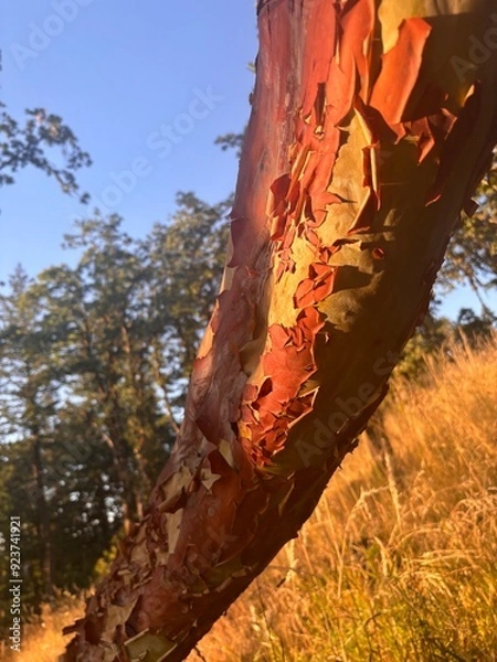 Obraz tree in the forest