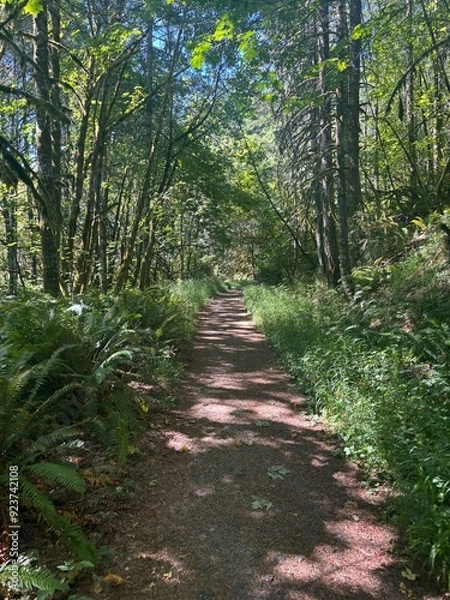 Obraz path in the woods