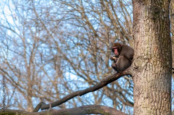 Fototapeta Monkey eating food while standing on a branch in a tree