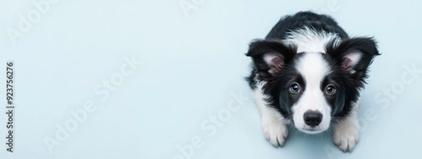 Fototapeta Adorable black and white Border Collie puppy lying down and looking up, set against a light blue background, capturing the playful and curious nature of the breed.
