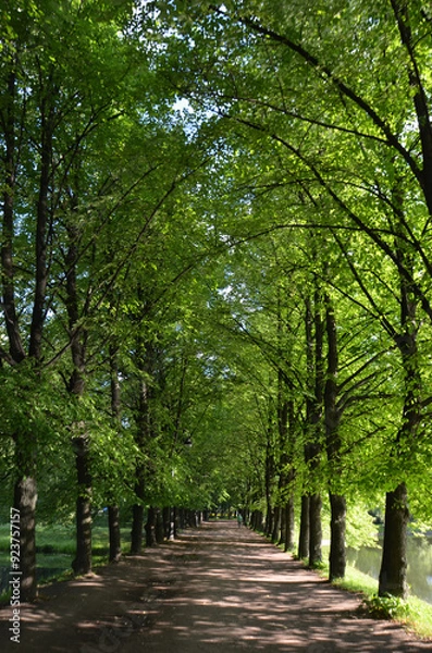 Obraz Saint-Petersburg. An alley in the shade of trees