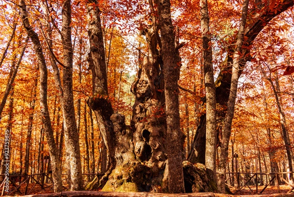 Fototapeta In the heart of an autumnal forest, an ancient tree stands tall with roots embracing the earth. Its fiery leaves whisper secrets to the wind while a wooden fence guards its majesty.