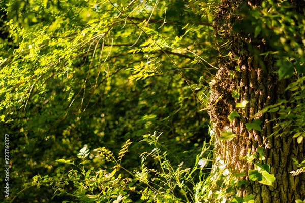 Fototapeta Sunlight filters through the forest canopy, casting a dance of light and shadow on a moss-covered tree trunk. The vibrant green leaves and textured bark create a serene, living tapestry of nature.