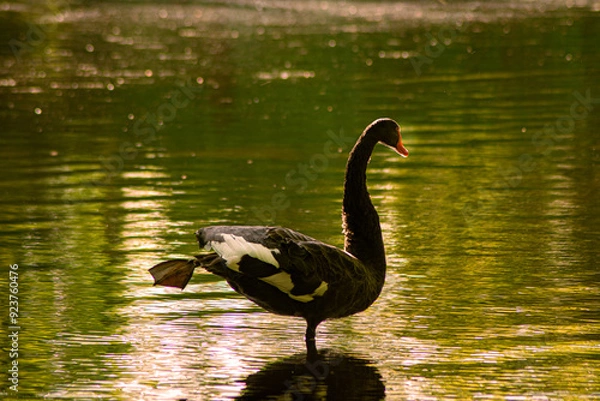Obraz In a golden corner, a black swan reflects in shimmering waters. Sunlight and the tree canopy create a scene of elegance and serenity, where nature whispers its magic