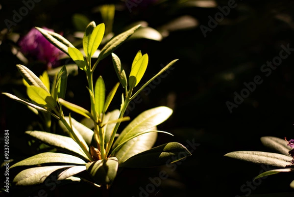 Fototapeta In a forest nook, green leaves glow under golden rays, standing out in the dim light. Light and shadow dance, revealing hidden beauty in everyday details