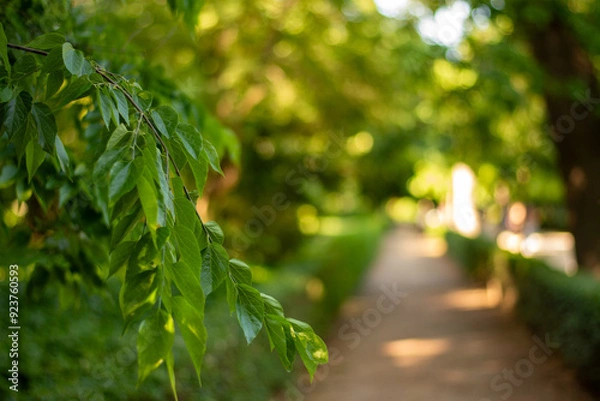 Fototapeta Amidst a sea of greenery, a winding path lies beneath whispering leaves. Sunlight dances with shadows, revealing a corner of peace and natural magic