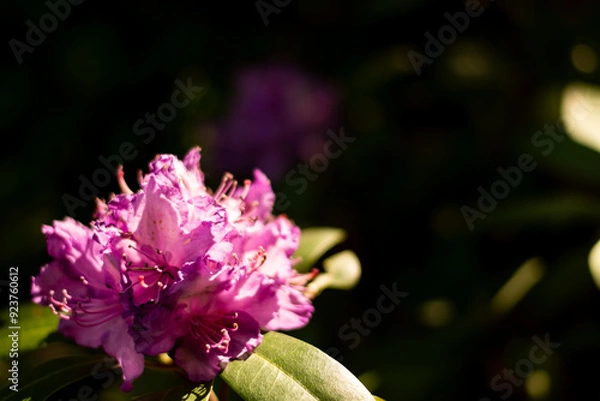 Fototapeta In a magical corner of the garden, a pink flower glistens with dewdrops, reflecting tiny rainbows. Light and shadow dance upon its petals, creating a moment of pure serenity