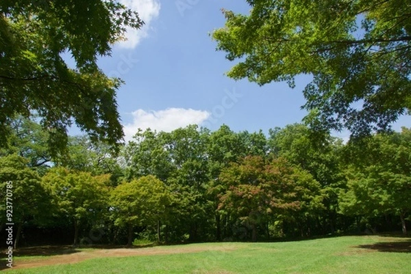 Fototapeta 舞岡公園の景色　真夏　神奈川県戸塚区舞岡町