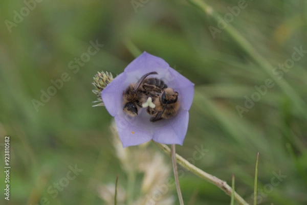 Obraz Bees sleeping inside a harebell flower
