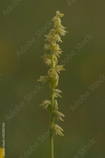 Obraz Musk orchid bloom